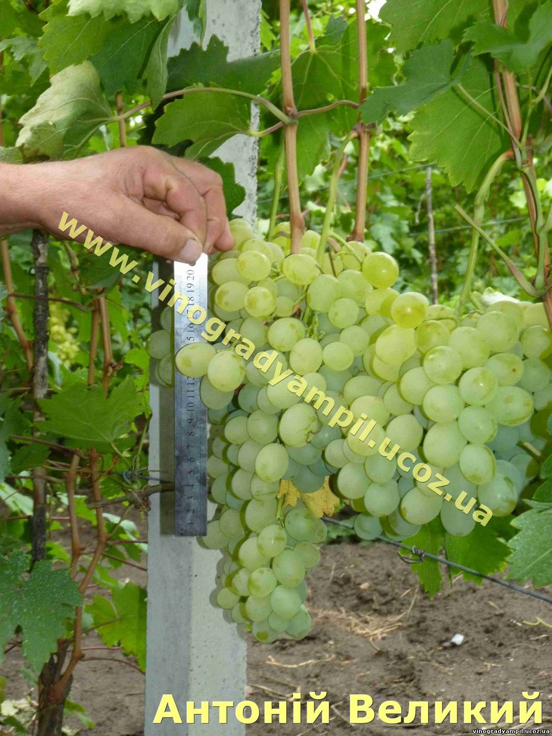 Лучшие сорта Виктора Крайнова Подарок Крайнова 13 Лучшие сорта Виктора Крайнова Подарок Крайнова 40